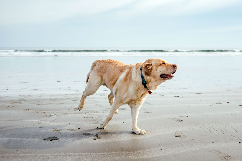 assicurazioni per cani